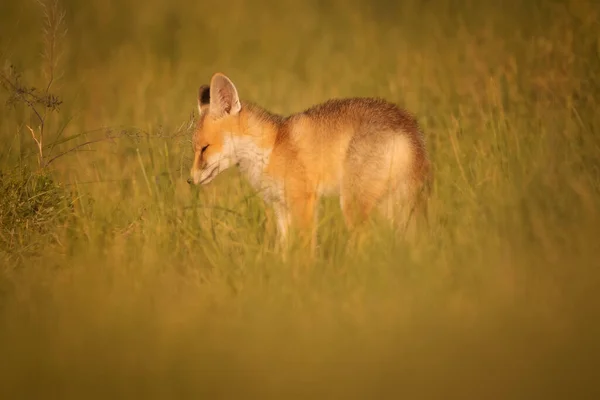 Söt Räv Grön Natur Bakgrund Röd Räv Vulpes Vulpes — Stockfoto