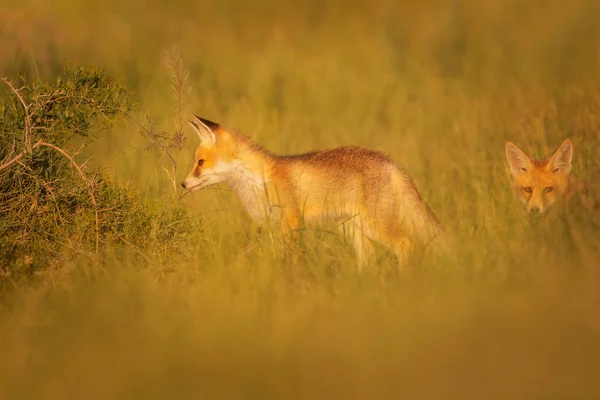 Słodki Fox Zielona Przyroda Czerwony Lis Orzechy Włoskie — Zdjęcie stockowe