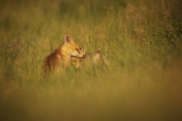 Roztomilá Liška Zelené Pozadí Přírody Red Fox Vulpes Vulpes — Stock fotografie