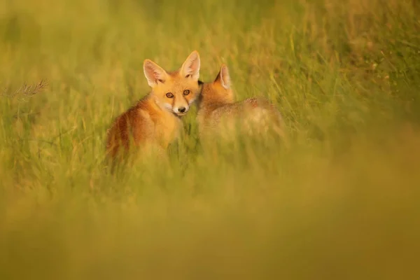 Niedlicher Fuchs Hintergrund Die Grüne Natur Rotfuchs Vulpes Vulpes — Stockfoto