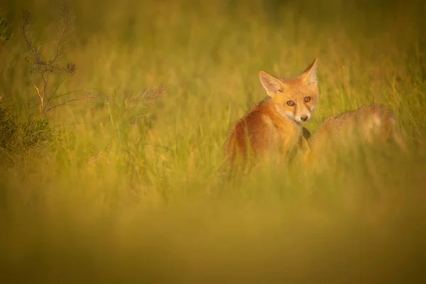 Cuki Róka Zöld Természet Háttér Vörös Róka Vulpes Vulpes — Stock Fotó