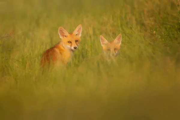 Bonito Zorro Fondo Naturaleza Verde Red Fox Vulpes Vulpes —  Fotos de Stock