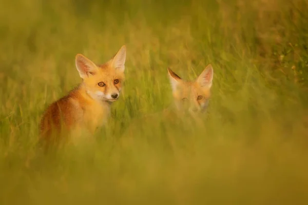 Cuki Róka Zöld Természet Háttér Vörös Róka Vulpes Vulpes — Stock Fotó