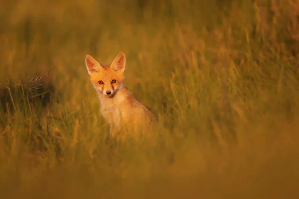 Mignon Renard Fond Vert Nature Red Fox Vulpes Vulpes — Photo