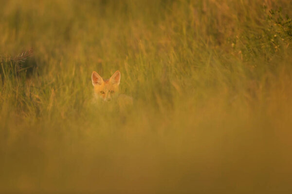Cute Fox. Green nature background. Red Fox. Vulpes vulpes.