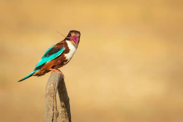 Kleurrijke Vogel Gele Natuur Achtergrond Witkeelijsvogel — Stockfoto