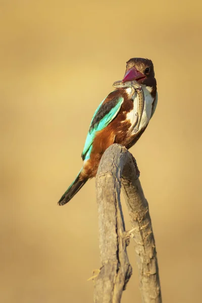 Bunter Vogel Gelber Naturhintergrund Weißkehl Eisvogel — Stockfoto