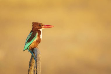 Renkli kuş. Sarı doğa geçmişi. Beyaz boğazlı Kingfisher. 