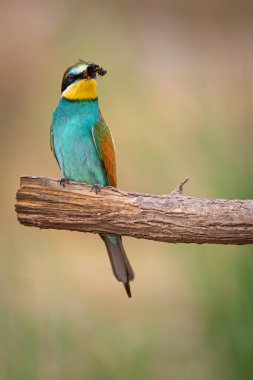 Renkli kuş ve onun avı. Sarı yeşil doğa. Avrupa Arı Yiyen. Merops apiaster. 
