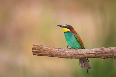Renkli kuş ve onun avı. Sarı yeşil doğa. Avrupa Arı Yiyen. Merops apiaster. 