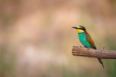 Renkli kuş ve onun avı. Sarı yeşil doğa. Avrupa Arı Yiyen. Merops apiaster. 