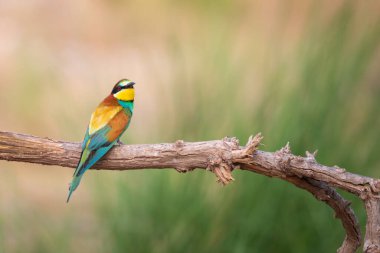 Renkli kuş ve onun avı. Sarı yeşil doğa. Avrupa Arı Yiyen. Merops apiaster. 