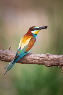 Renkli kuş ve onun avı. Sarı yeşil doğa. Avrupa Arı Yiyen. Merops apiaster. 