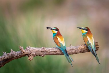 Renkli kuş ve onun avı. Sarı yeşil doğa. Avrupa Arı Yiyen. Merops apiaster. 