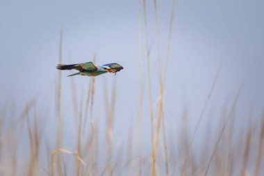 Mavi kuş sürücüsü. Avrupa Roller 'ı. Coracias garrulus. Sarı mavi doğa arkaplanı.