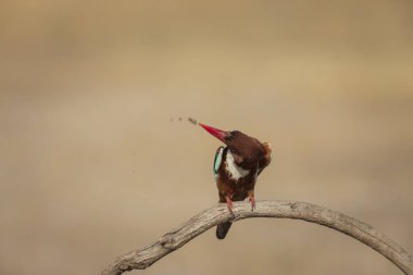 Renkli kuş. Sarı doğa geçmişi. Beyaz boğazlı Kingfisher. 