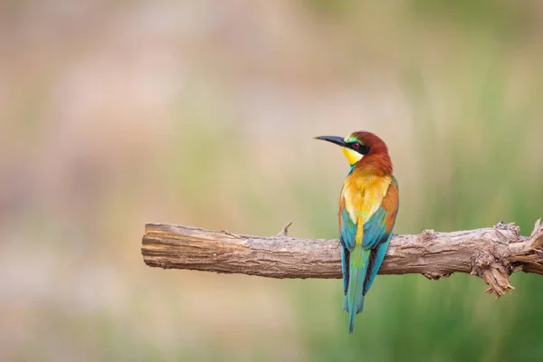 色彩艳丽的小鸟和猎食 黄色的绿色背景 吃欧洲蜜蜂 果汁机 — 图库照片