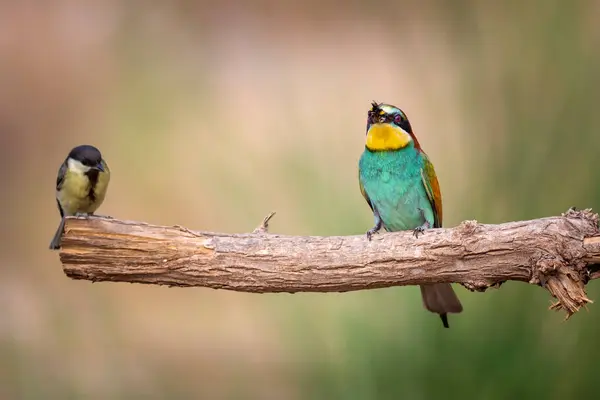 Colorful Bird Its Hunt Yellow Green Nature Background Bird European — Stock Photo, Image