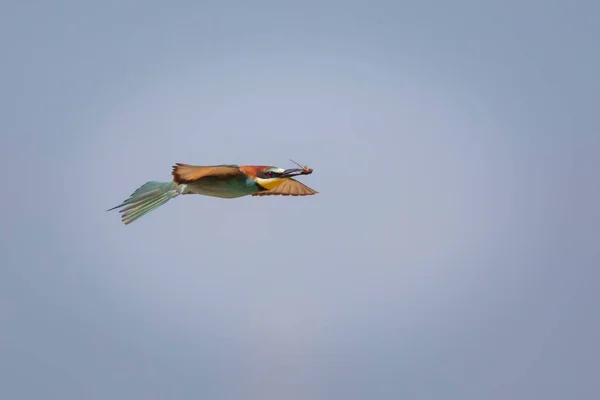Барвистий Птах Його Полювання Жовтий Зелений Фон Птахи Європейська Бджолоїдка — стокове фото