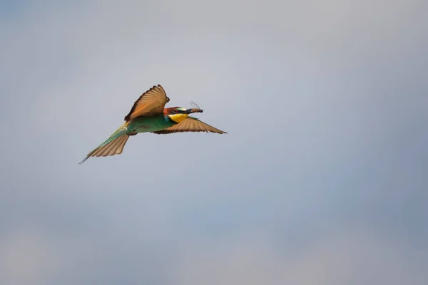 Πολύχρωμο Πουλί Και Κυνήγι Του Κίτρινο Πράσινο Φόντο Της Φύσης — Φωτογραφία Αρχείου