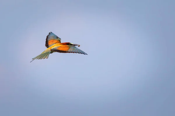 Барвистий Птах Його Полювання Жовтий Зелений Фон Птахи Європейська Бджолоїдка — стокове фото