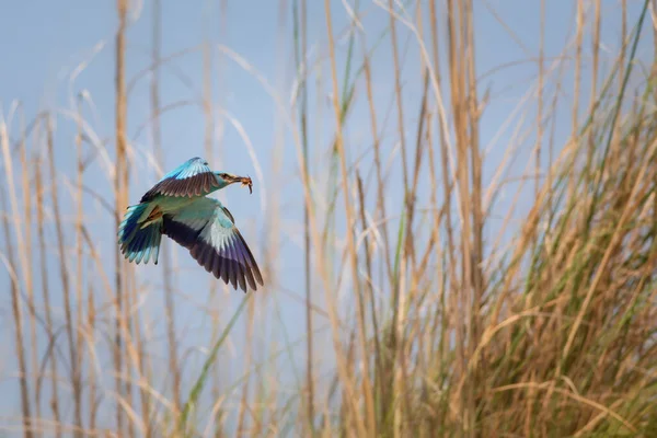 Modrý Ptačí Váleček European Roller Coracias Garrulus Žlutá Modrá Příroda — Stock fotografie
