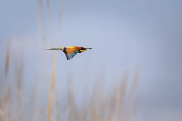 Bunter Vogel Und Seine Jagd Gelbgrüner Hintergrund Vogel Europäischer Bienenfresser — Stockfoto