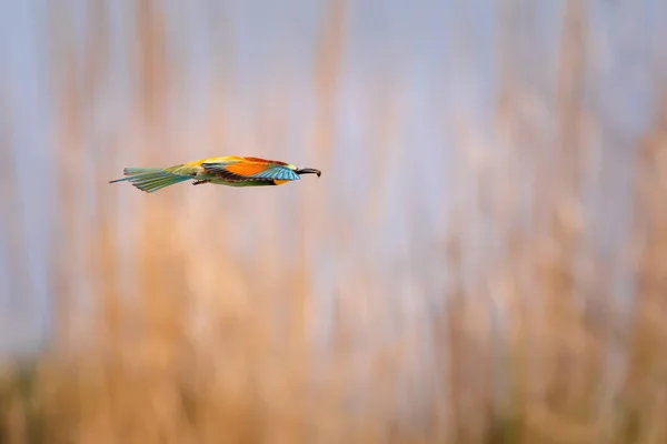 Colorido Pájaro Caza Fondo Verde Amarillo Naturaleza Bird European Bee — Foto de Stock