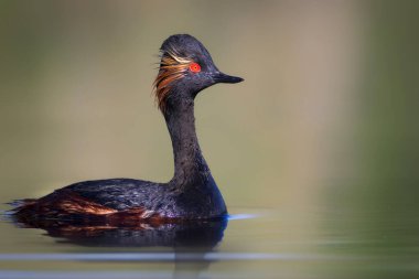 Su ve kuşlar. Yüzme tulumu. Sarı yeşil su arka planı. Siyah boyunlu Grebe. Podiceps nigricollis.