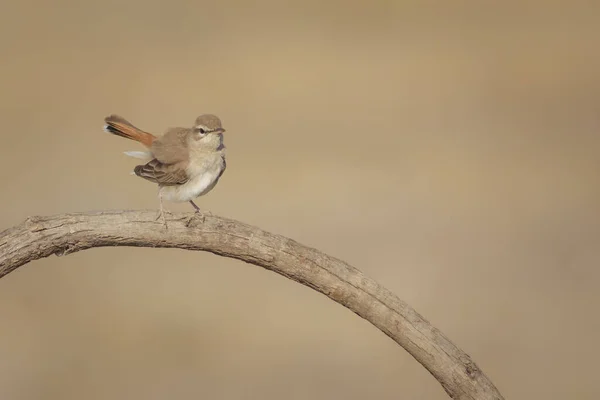 Uccellino Carino Rufous Seguito Scrub Robin Cercotrichas Galactotes — Foto Stock