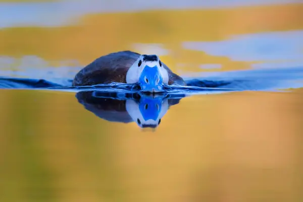 Duck Swimming Lake Cute Blue Billed Duck Nature Background Duck — Fotografia de Stock
