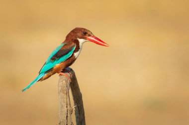 Renkli kuş. Sarı doğa geçmişi. Beyaz boğazlı Kingfisher. 