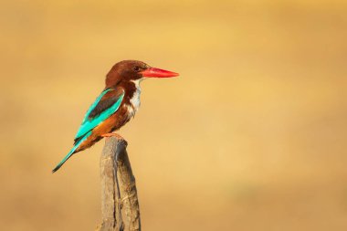 Renkli kuş. Sarı doğa geçmişi. Beyaz boğazlı Kingfisher. 
