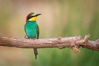 Renkli kuş ve onun avı. Sarı yeşil doğa. Avrupa Arı Yiyen. Merops apiaster. 