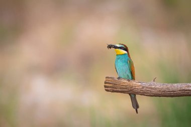 Renkli kuş ve onun avı. Sarı yeşil doğa. Avrupa Arı Yiyen. Merops apiaster. 