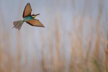 Renkli kuş ve onun avı. Sarı yeşil doğa. Avrupa Arı Yiyen. Merops apiaster. 