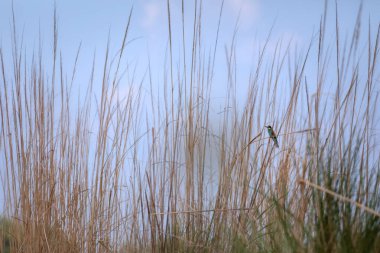 Renkli kuş ve onun avı. Sarı yeşil doğa. Avrupa Arı Yiyen. Merops apiaster. 