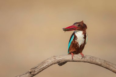 Renkli kuş. Sarı doğa geçmişi. Beyaz boğazlı Kingfisher. 