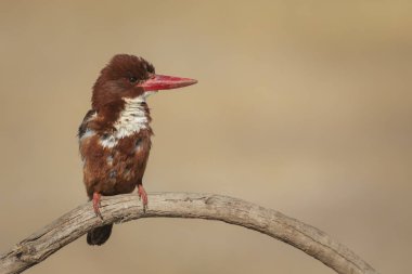 Renkli kuş. Sarı doğa geçmişi. Beyaz boğazlı Kingfisher. 