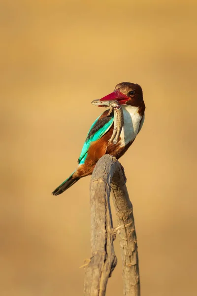 Bunter Vogel Gelber Naturhintergrund Weißkehl Eisvogel — Stockfoto