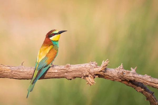 Oiseau Coloré Chasse Fond Vert Jaune Nature Oiseau Mangeur Abeille — Photo