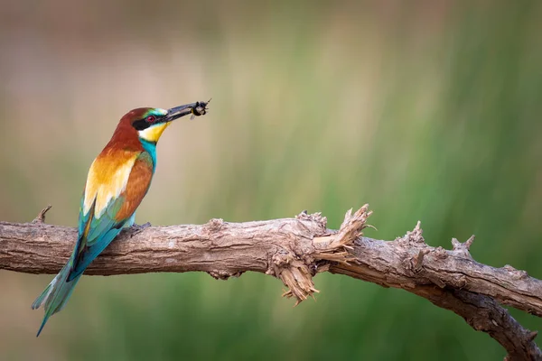 Πολύχρωμο Πουλί Και Κυνήγι Του Κίτρινο Πράσινο Φόντο Της Φύσης — Φωτογραφία Αρχείου