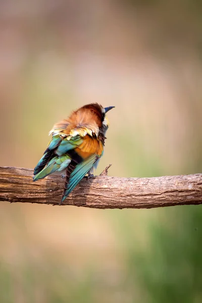 Bunter Vogel Und Seine Jagd Gelbgrüner Hintergrund Vogel Europäischer Bienenfresser — Stockfoto