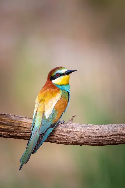 Pássaro Colorido Sua Caça Amarelo Verde Natureza Fundo Pássaro Comedor — Fotografia de Stock