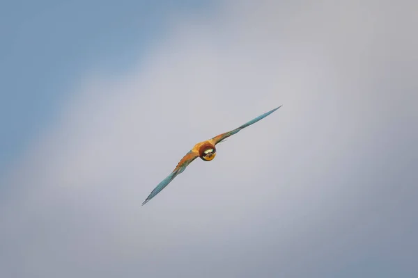 Oiseau Coloré Chasse Fond Vert Jaune Nature Oiseau Mangeur Abeille — Photo