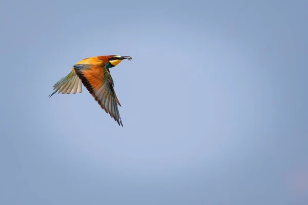 Kolorowy Ptak Jego Polowanie Żółty Zielony Tło Natury Ptak Europejski — Zdjęcie stockowe