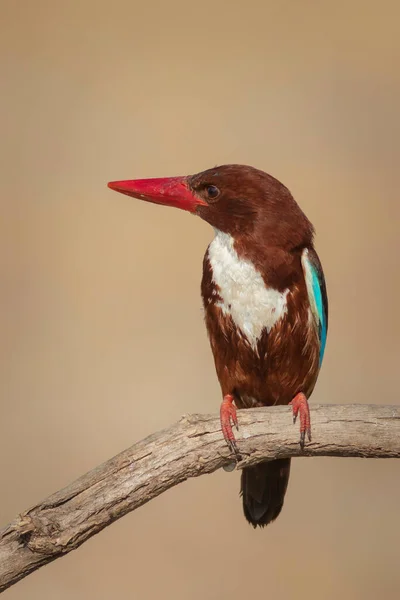 Bunter Vogel Gelber Naturhintergrund Weißkehl Eisvogel — Stockfoto