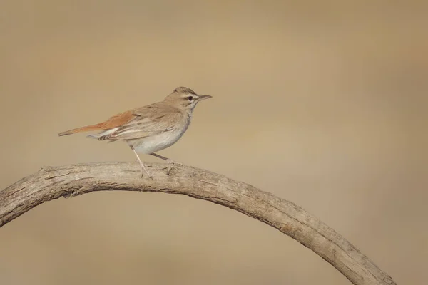 Roztomilý Ptáček Rufous Sledoval Robina Cercotrichas Galactotes — Stock fotografie