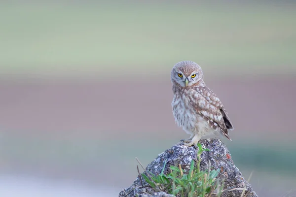 Cute Little Owl Nature Habitat Background Little Owl Athene Noctua — Stock Photo, Image