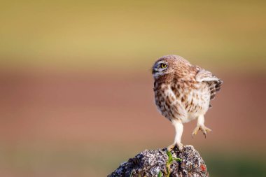 Küçük baykuş. Renkli doğa geçmişi. Athene noctua.  